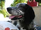 Photo du chien Setter Poker qui a t dessin en portrait.